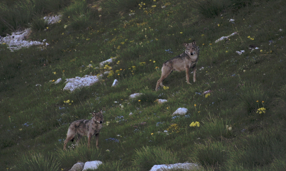 La Vallée des loups