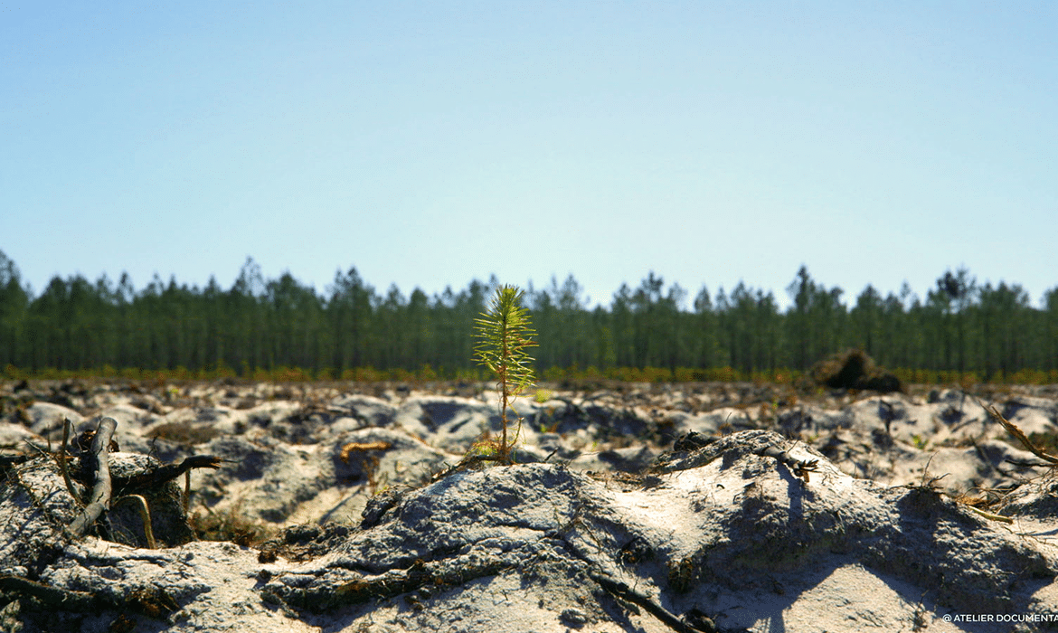 Le temps des forêts