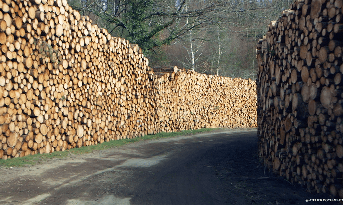 Le temps des forêts