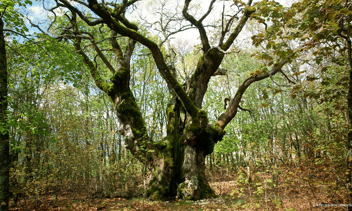 Le temps des forêts