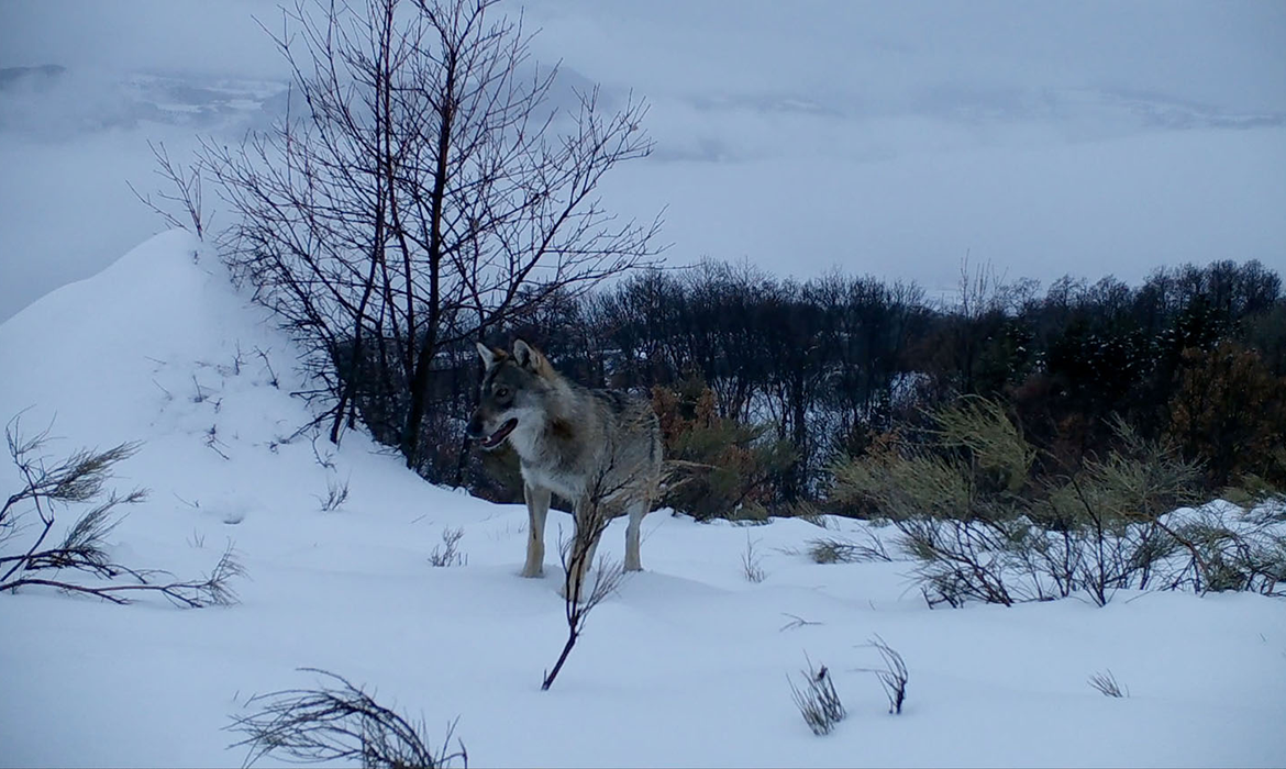 Marche avec les loups