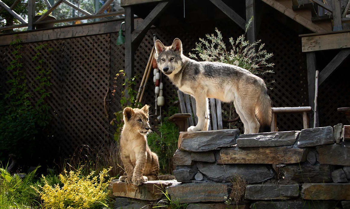Le Loup et le Lion