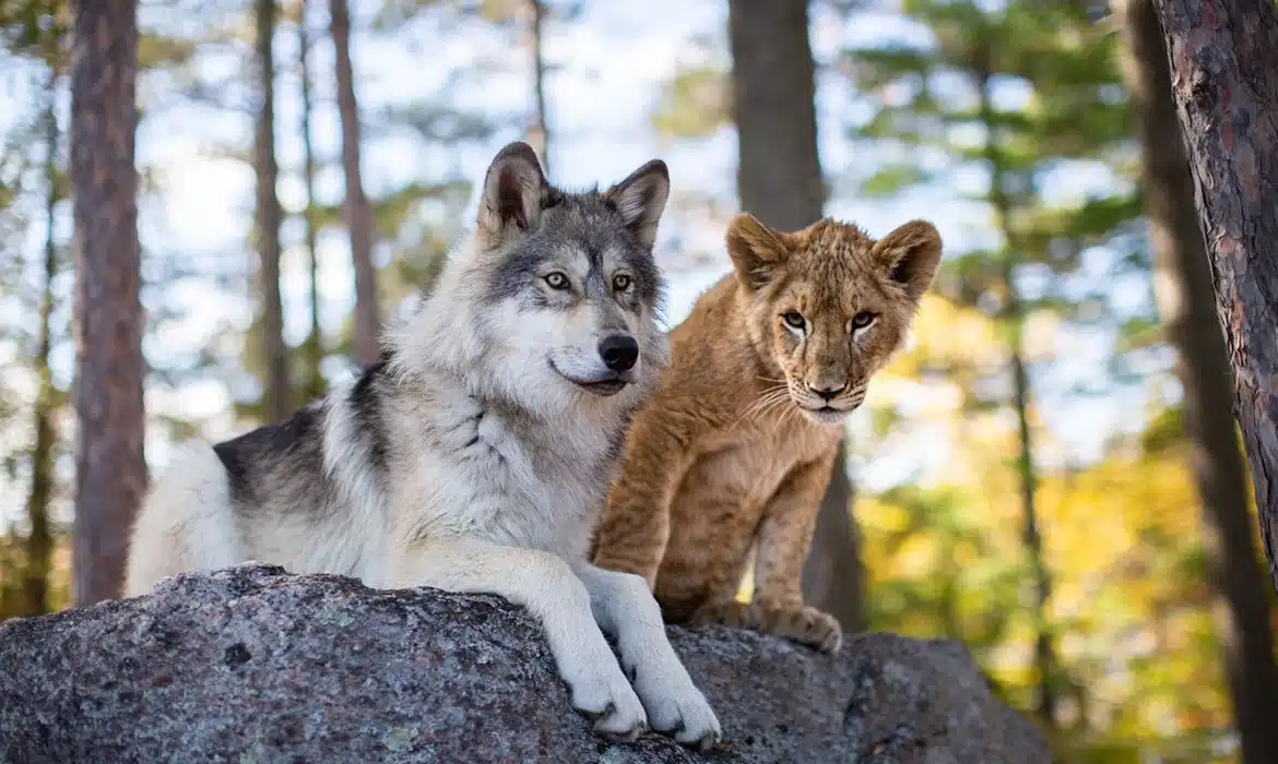 Le Loup et le Lion