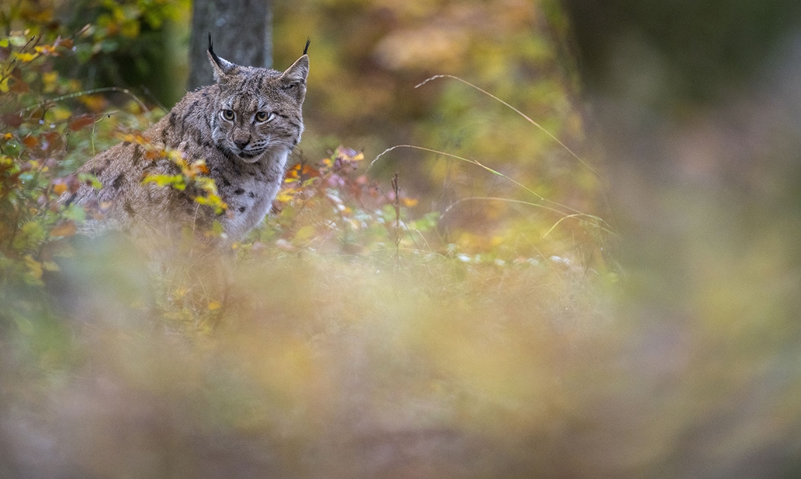 Lynx