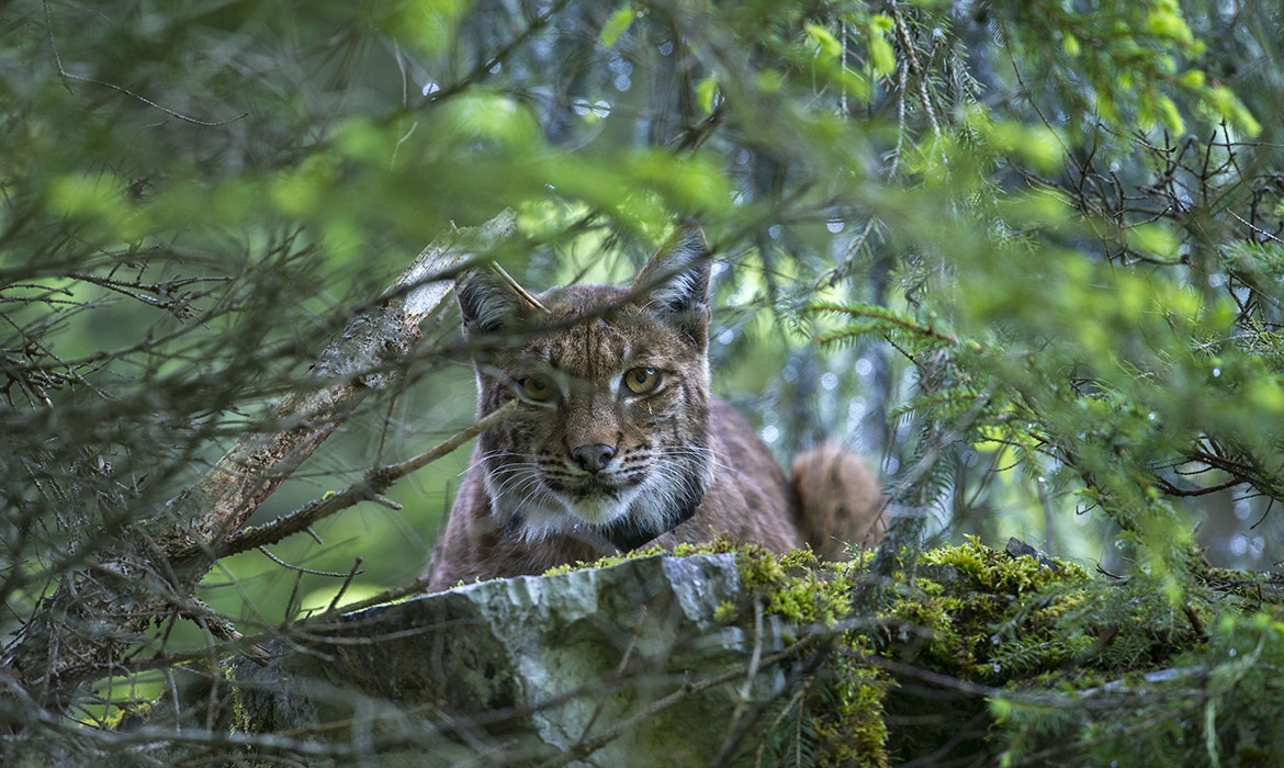 Lynx