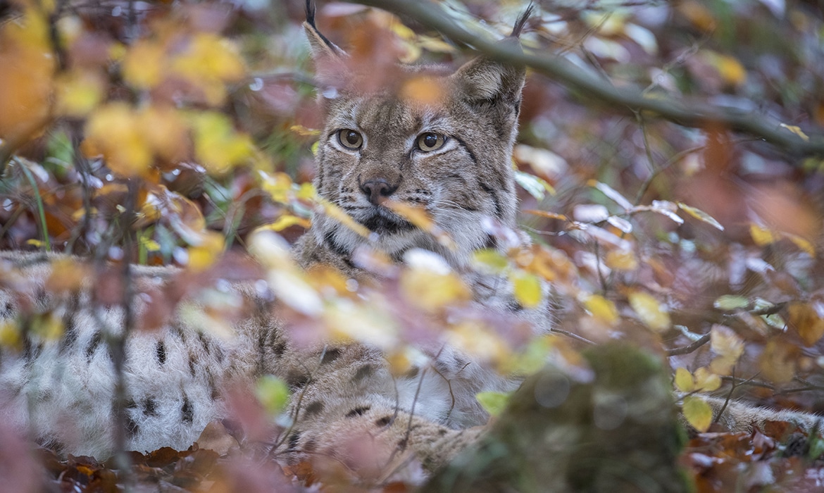 Lynx