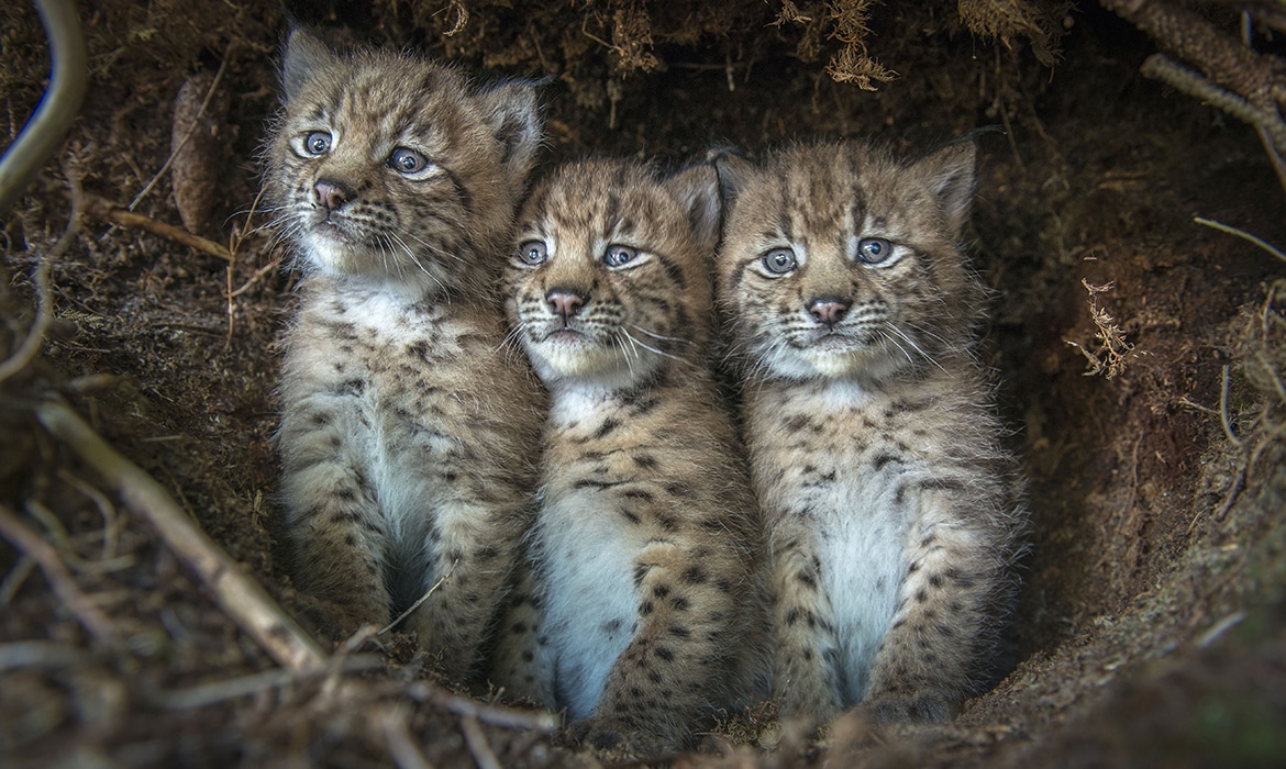 Lynx