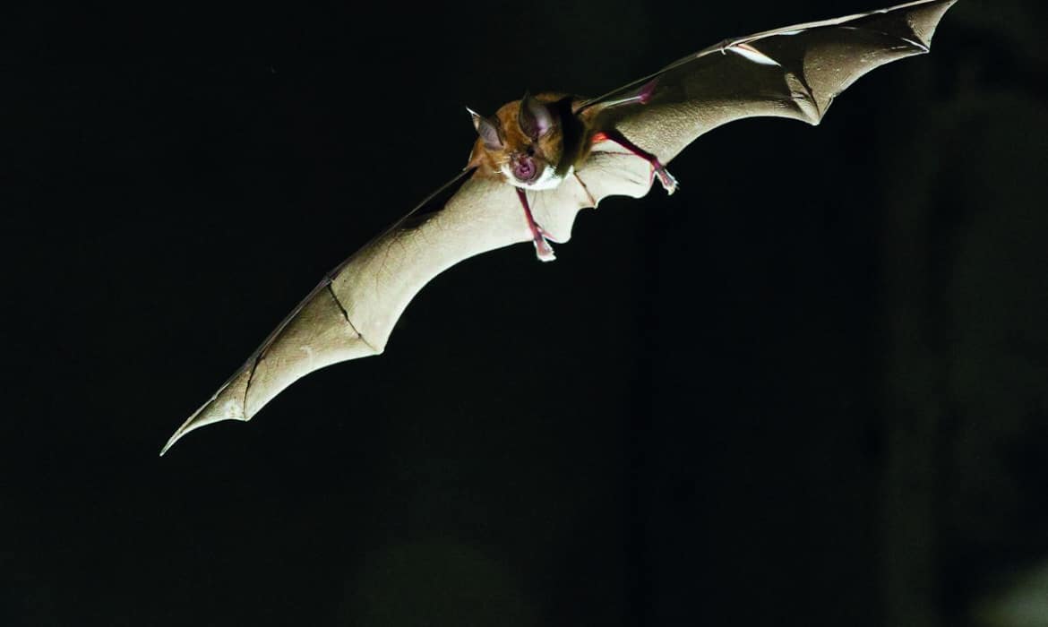 Une vie de grand rhinolophe