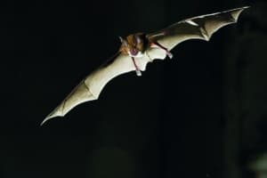 Une vie de grand rhinolophe