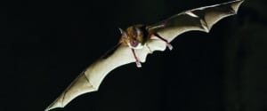 Une vie de grand rhinolophe