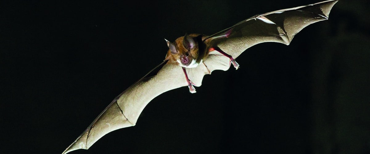 Une vie de grand rhinolophe