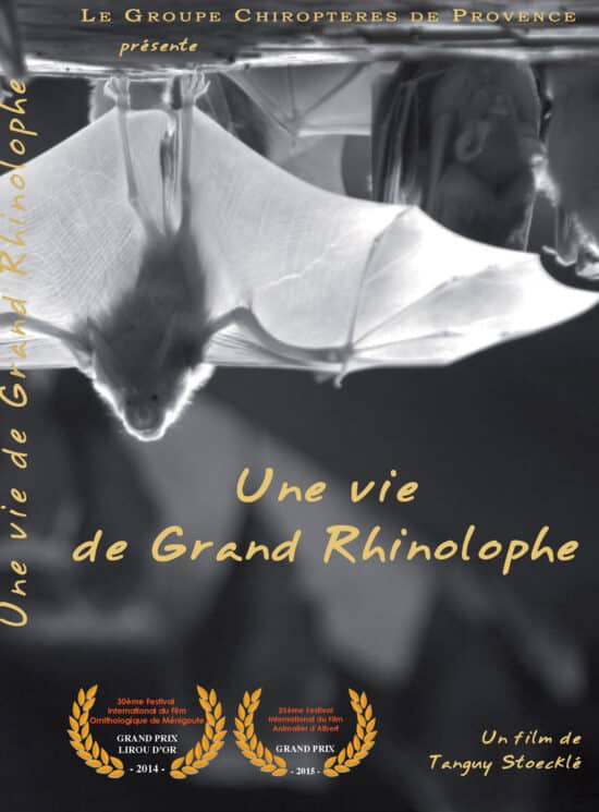 Une vie de grand rhinolophe affiche