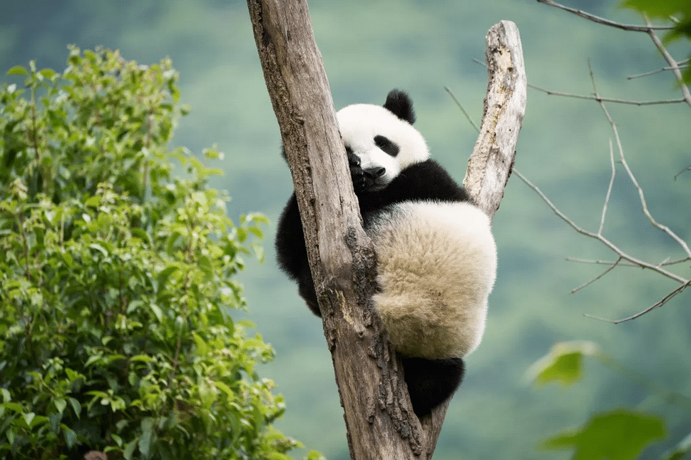 Moon Le Panda