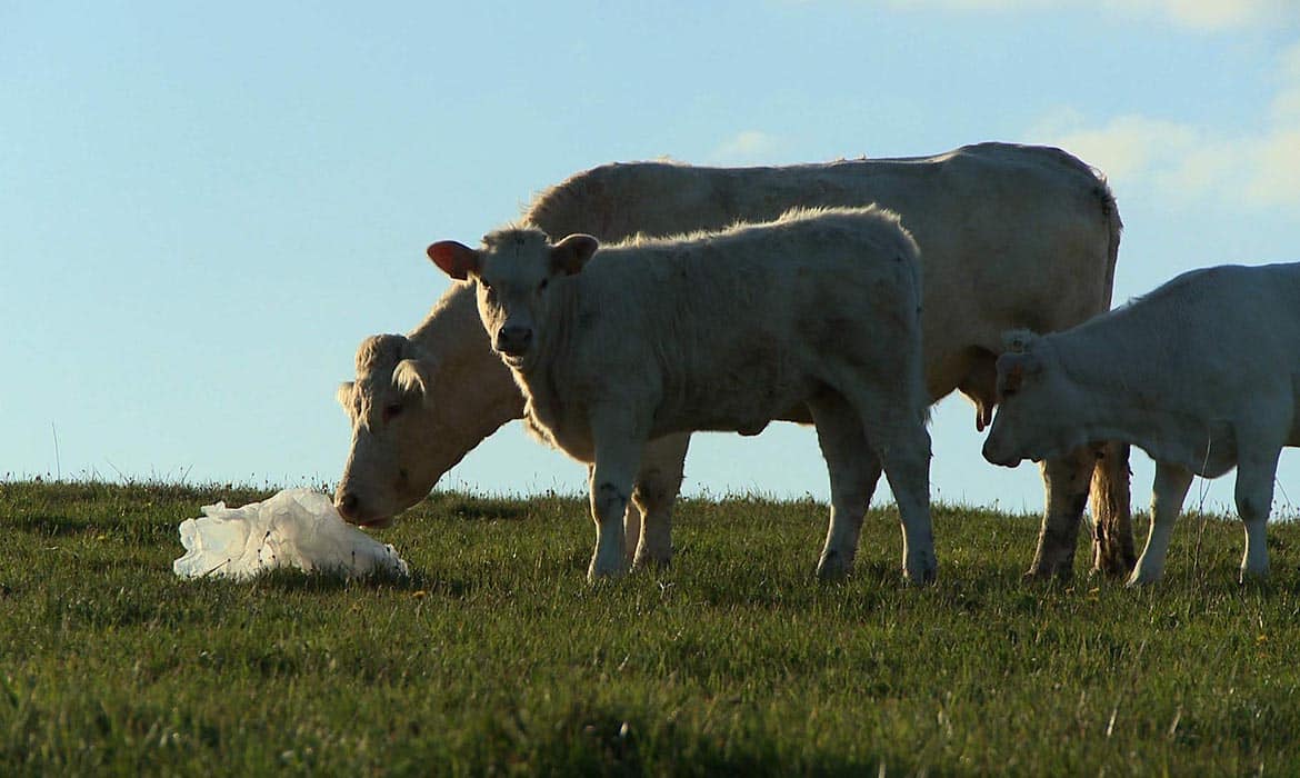 Bovines