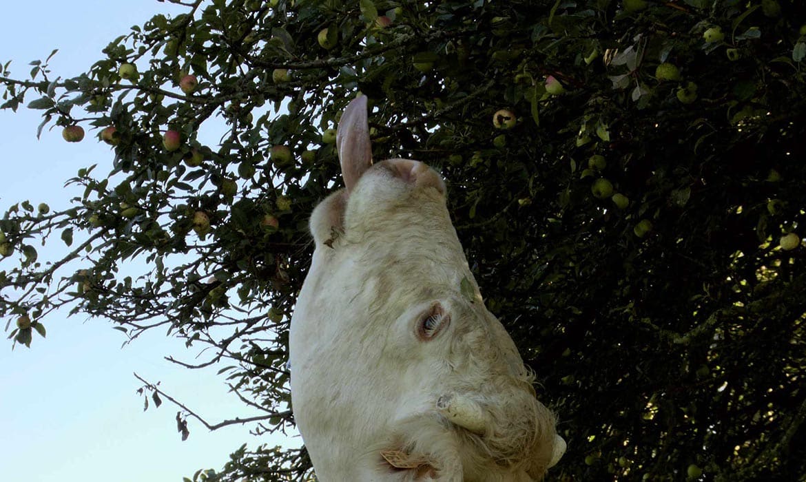 Bovines