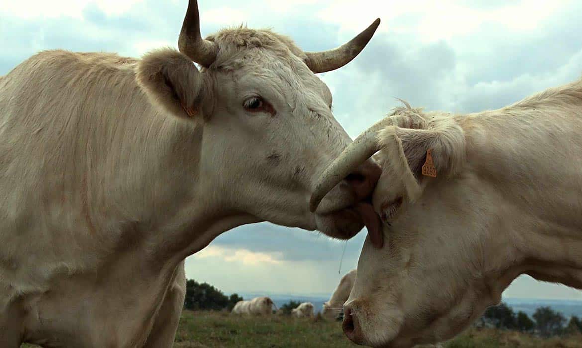 Bovines