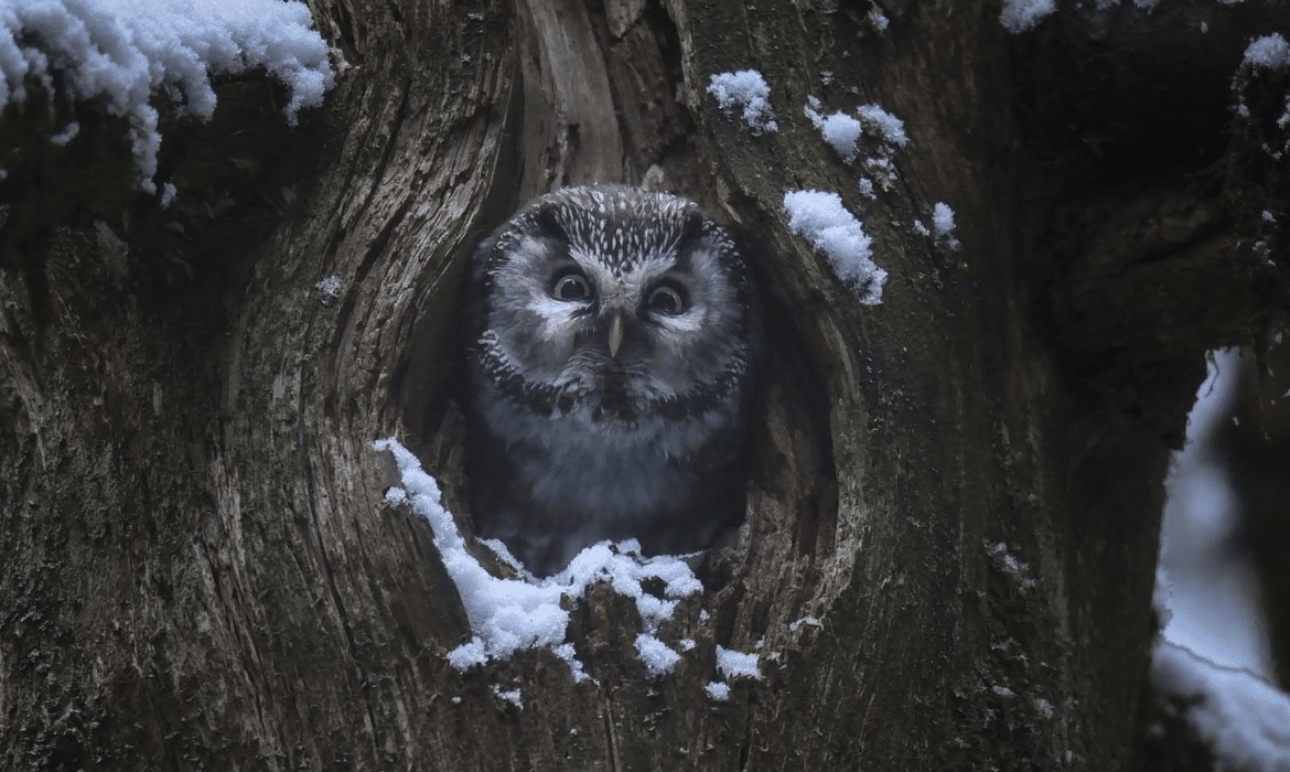 Le Chant des forêts